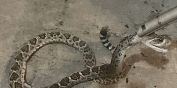 Capturan víbora de cascabel en casa del Fraccionamiento Canario