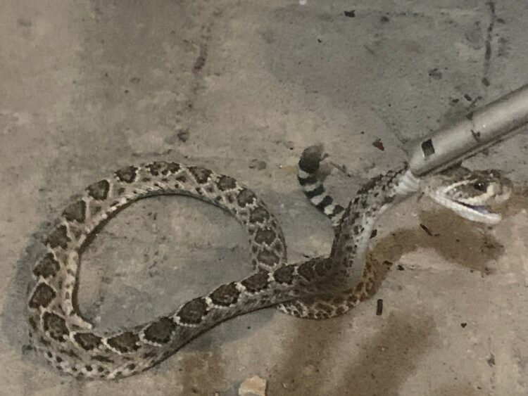 Capturan víbora de cascabel en casa del Fraccionamiento Canario