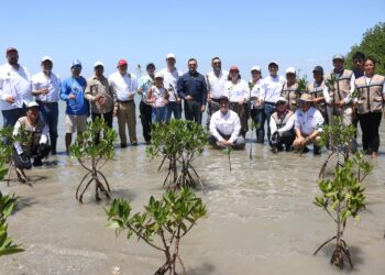 Plantan 300 unidades de mangle en el litoral de La Pesca, Soto la Marina, Tamaulipas