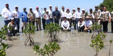 Plantan 300 unidades de mangle en el litoral de La Pesca, Soto la Marina, Tamaulipas