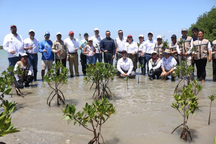 Plantan 300 unidades de mangle en el litoral de La Pesca, Soto la Marina, Tamaulipas