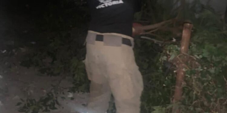 Cae árbol, no hay lesionados