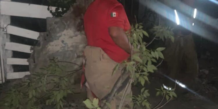 Cae árbol, no hay lesionados