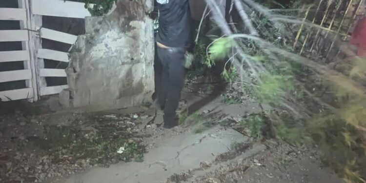 Cae árbol, no hay lesionados