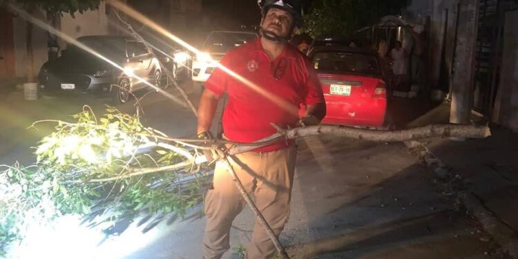 Cae árbol, no hay lesionados