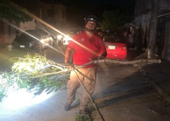 Cae árbol, no hay lesionados