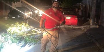 Cae árbol, no hay lesionados