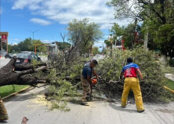 Caída de árbol obstruye vialidad