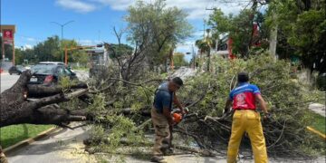 Caída de árbol obstruye vialidad
