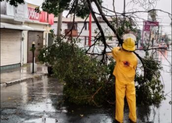 Viento y lluvia derriban árbol