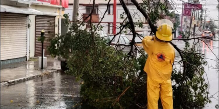 Viento y lluvia derriban árbol