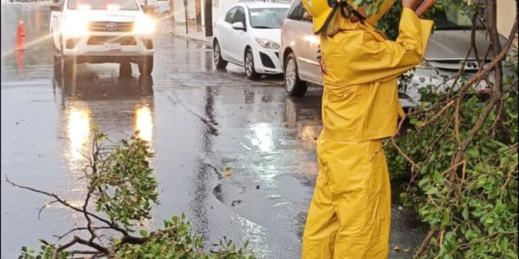 Viento y lluvia derriban árbol