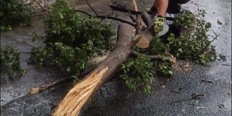 Viento y lluvia derriban árbol