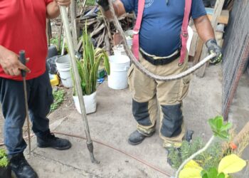 Aumenta por calor presencia de víboras en domicilios