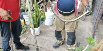 Aumenta por calor presencia de víboras en domicilios