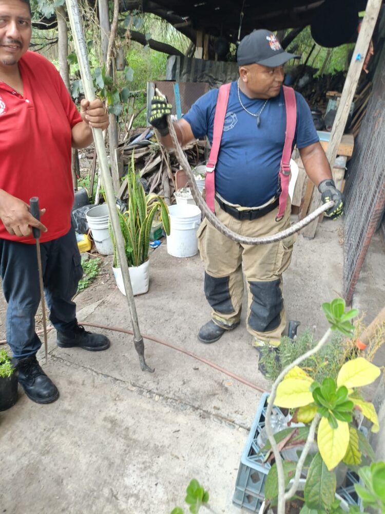 Aumenta por calor presencia de víboras en domicilios