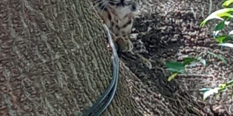 Rescatan a gato montés en la Colona Azteca II de Cd. Victoria