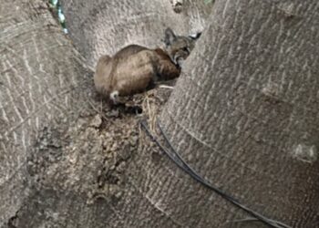 Rescatan a gato montés en la Colona Azteca II de Cd. Victoria