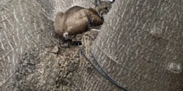 Rescatan a gato montés en la Colona Azteca II de Cd. Victoria