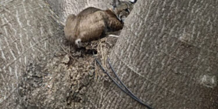 Rescatan a gato montés en la Colona Azteca II de Cd. Victoria