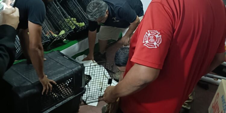 Rescatan a gato montés en la Colona Azteca II de Cd. Victoria