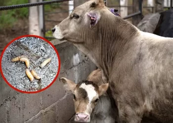 Urgen cerrar frontera sur a ganado de Centroamérica para frenar barrenador en México