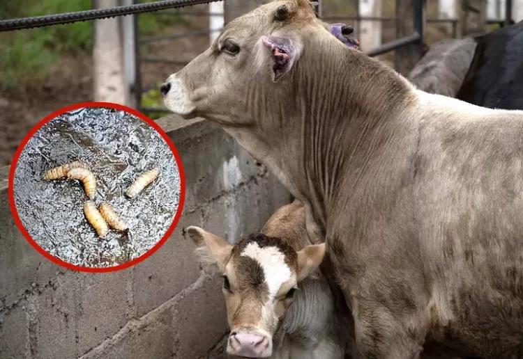 Urgen cerrar frontera sur a ganado de Centroamérica para frenar barrenador en México