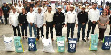 Precio se hunde y sigue SADER dando semilla de sorgo a productores en Tamaulipas