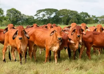 Plantea CNOG decálogo contra gusano barrenador y mejora del mercado nacional de la carne