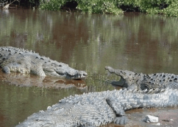 Pide Diputado intervención de SEDUMA en Tampico-Madero por aumento de cocodrilos en zona urbana