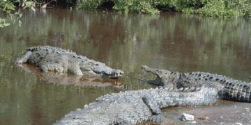 Pide Diputado intervención de SEDUMA en Tampico-Madero por aumento de cocodrilos en zona urbana