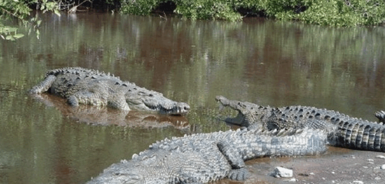 Pide Diputado intervención de SEDUMA en Tampico-Madero por aumento de cocodrilos en zona urbana