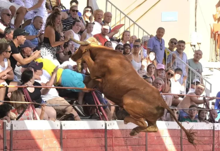 Toro salta a las gradas en un festejo taurino en Navarra, España; deja dos heridos graves
