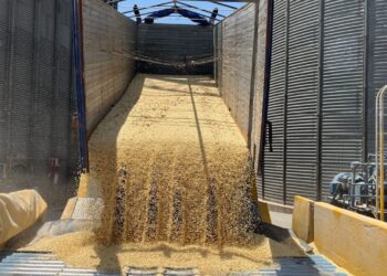 Importaciones ponen en jaque al maíz mexicano, denuncian productores de Sinaloa