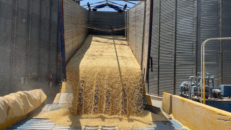 Importaciones ponen en jaque al maíz mexicano, denuncian productores de Sinaloa