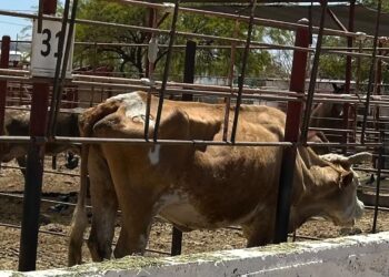 Necesario principio precautorio en importaciones ante amenaza de gusano barrenador del ganado