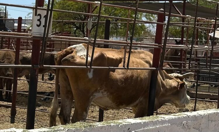 Necesario principio precautorio en importaciones ante amenaza de gusano barrenador del ganado