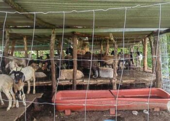 Embarga Gobierno de México 120 animales sin documentación en Oaxaca
