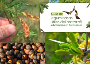 La UAT invita a conocer más sobre las leguminosas y su aprovechamiento