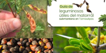 La UAT invita a conocer más sobre las leguminosas y su aprovechamiento