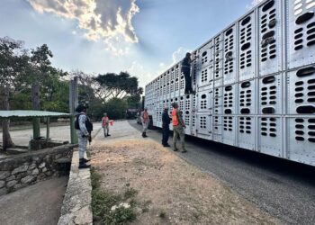 Ejército y Guardia Nacional interceptan 32 cargamentos de ganado infestado con gusano barrenador