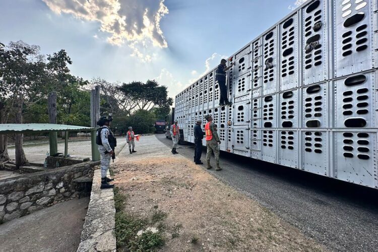 Ejército y Guardia Nacional interceptan 32 cargamentos de ganado infestado con gusano barrenador