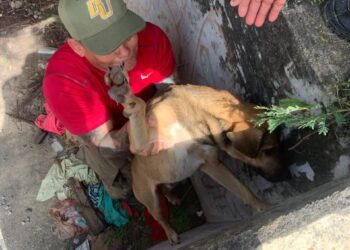 Bomberos rescatan a perrito atorado en el paso desnivel de la calle Juárez