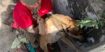 Bomberos rescatan a perrito atorado en el paso desnivel de la calle Juárez