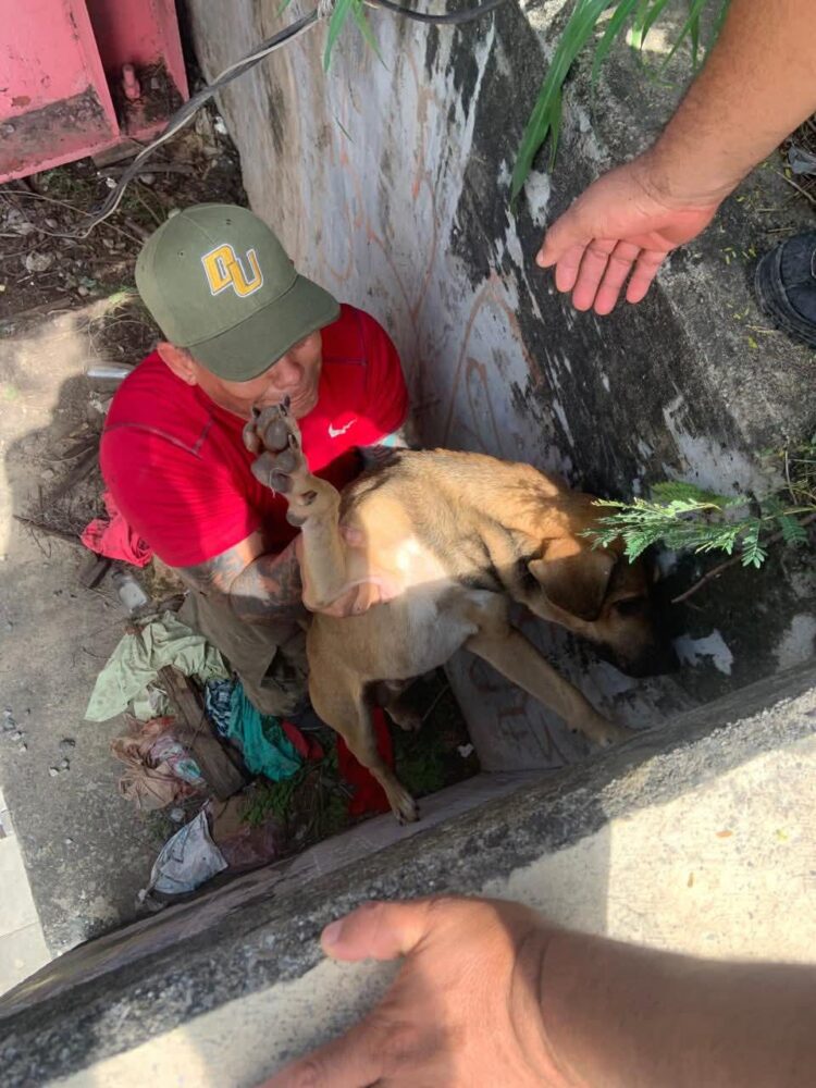Bomberos rescatan a perrito atorado en el paso desnivel de la calle Juárez