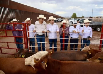Sonora reanuda exportación de ganado a EU; es el primer estado autorizado