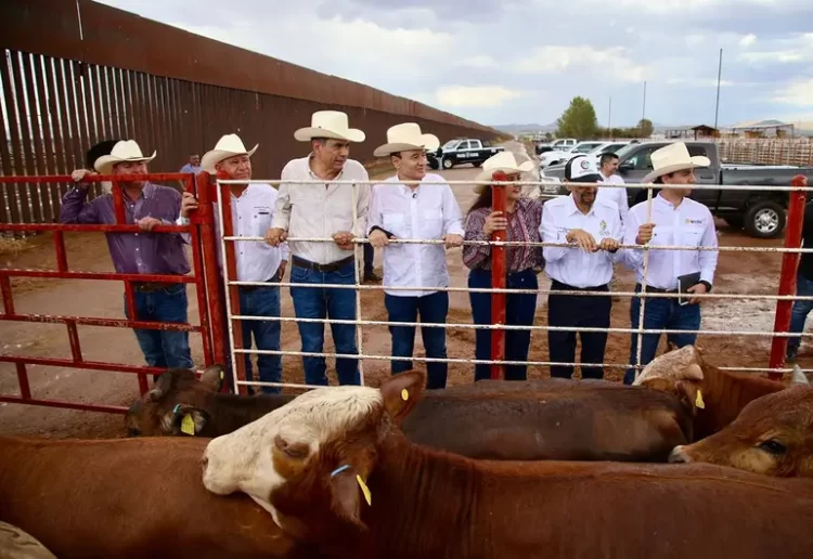 Sonora reanuda exportación de ganado a EU; es el primer estado autorizado