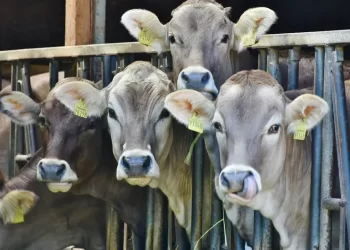 EU ordena de nuevo cerrar la frontera a ganado mexicano por caso de gusano barrenador en Veracruz