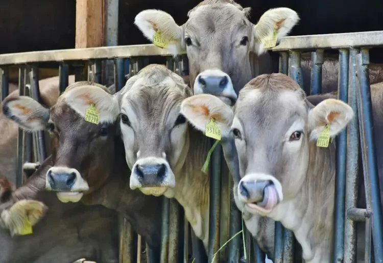 EU ordena de nuevo cerrar la frontera a ganado mexicano por caso de gusano barrenador en Veracruz