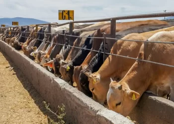 Se desploman 60% las exportaciones ganaderas por cierre fronterizo con EE.UU.